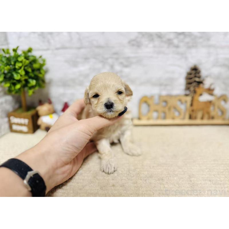 販売中の岐阜県のマルプー:マルチーズ×トイプードル-448842の3枚目