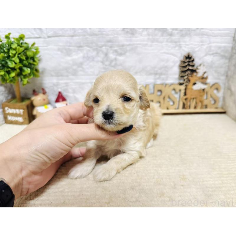 販売中の岐阜県のマルプー:マルチーズ×トイプードル-448842の2枚目