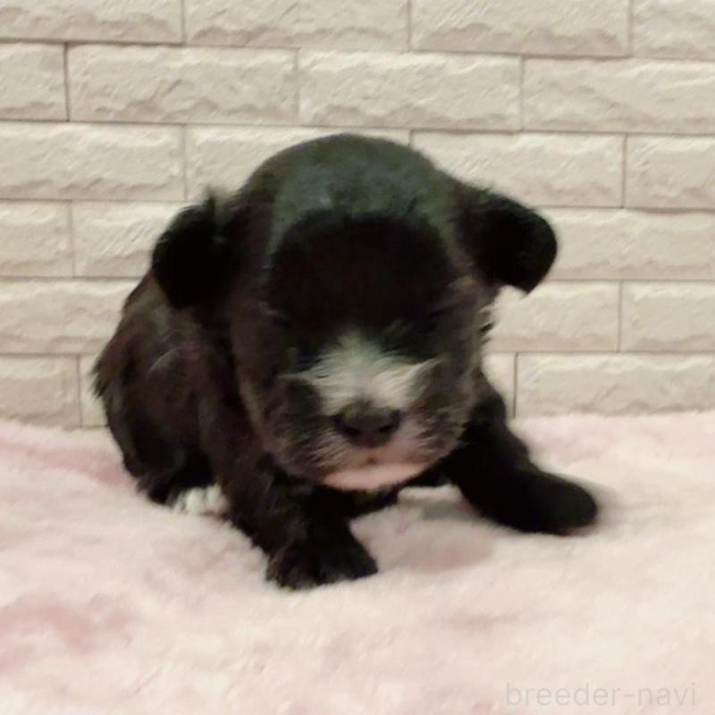 販売中の奈良県のチワプー:チワワ×トイプードル-448844の11枚目