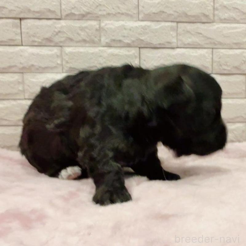 販売中の奈良県のチワプー:チワワ×トイプードル-448844の10枚目