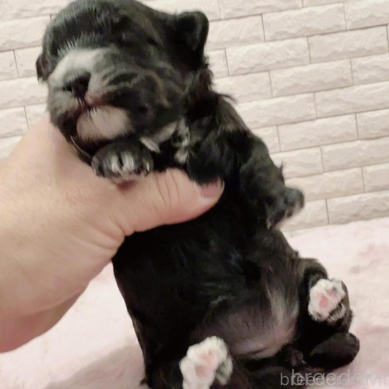 販売中の奈良県のチワプー:チワワ×トイプードル-448844の8枚目