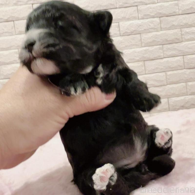 販売中の奈良県のチワプー:チワワ×トイプードル-448844の7枚目