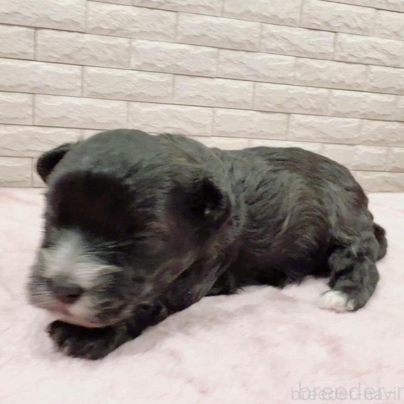 販売中の奈良県のチワプー:チワワ×トイプードル-448844の4枚目