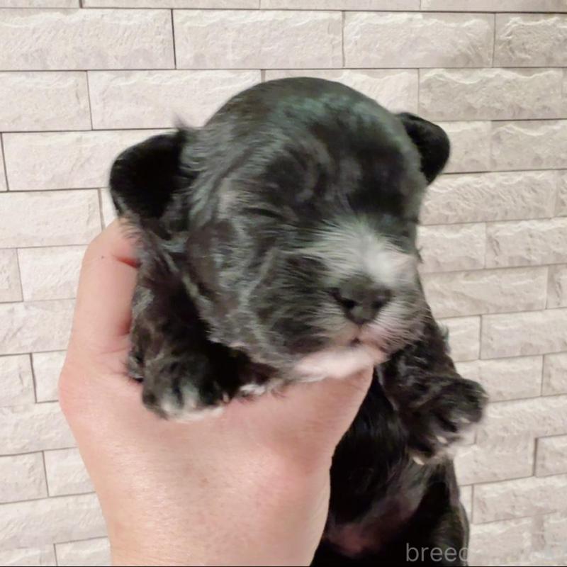 販売中の奈良県のチワプー:チワワ×トイプードル-448844の3枚目