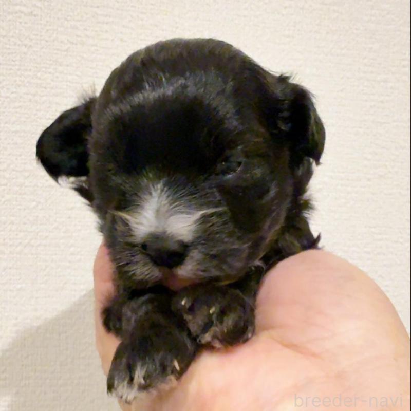 販売中の奈良県のチワプー:チワワ×トイプードル-448844