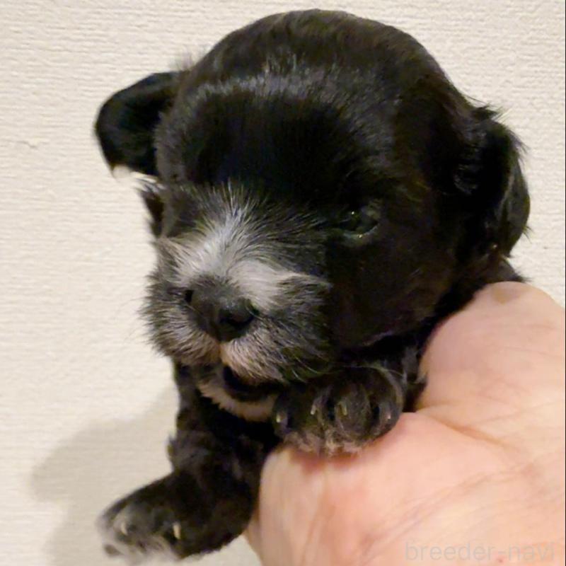 販売中の奈良県のチワプー:チワワ×トイプードル-448844の2枚目