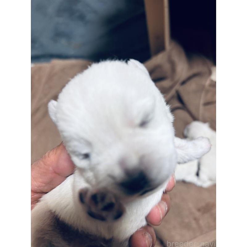 商談中の岐阜県のウエストハイランドホワイトテリア(ウエスティ)-448845の3枚目