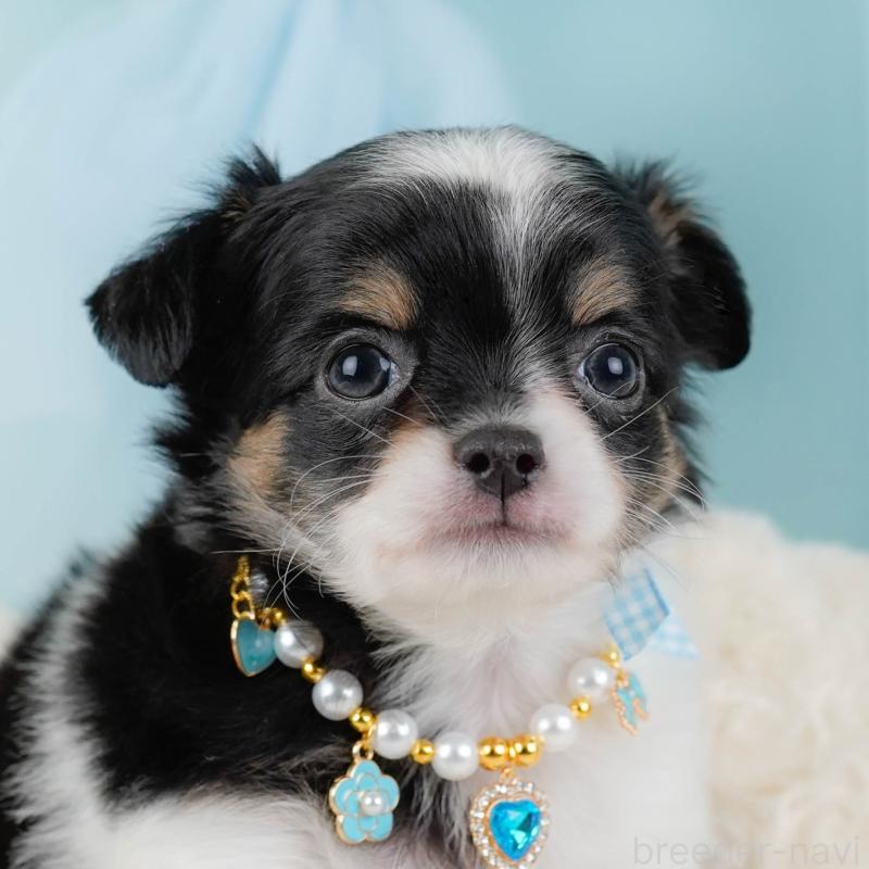 販売中の神奈川県のチワワ(ロングコート)-448848