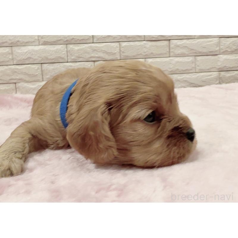 販売中の奈良県のキャバプー:キャバリア×トイプードル-448846の7枚目