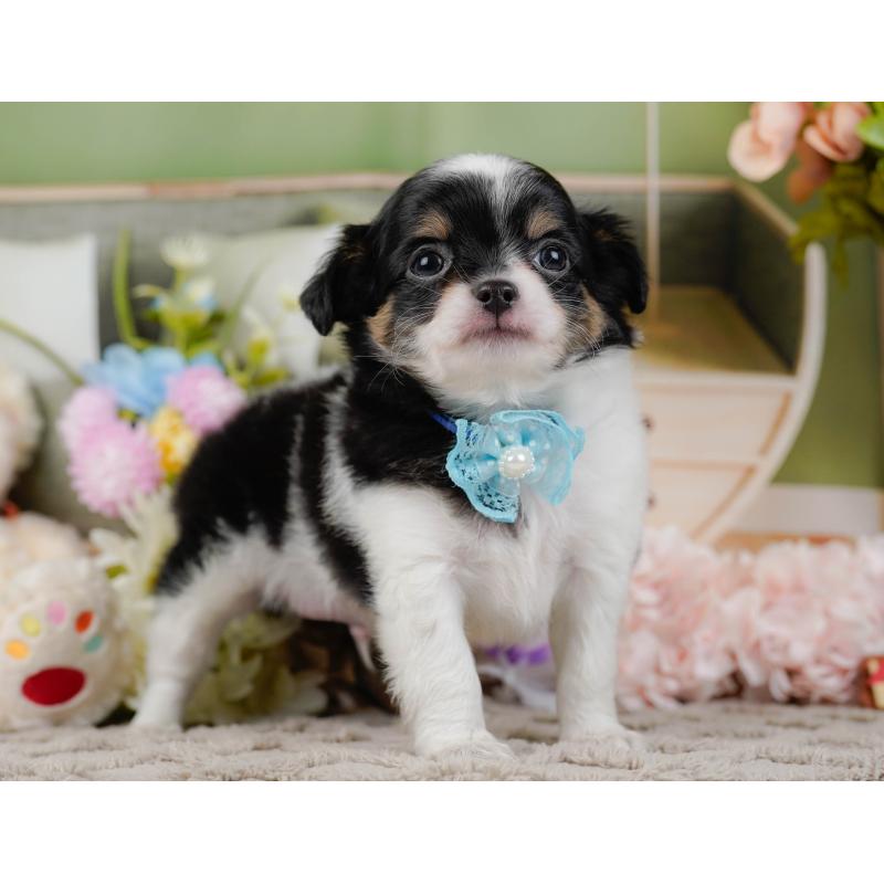 販売中の神奈川県のチワワ(ロングコート)-448848の14枚目