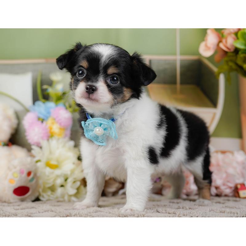 販売中の神奈川県のチワワ(ロングコート)-448848の13枚目