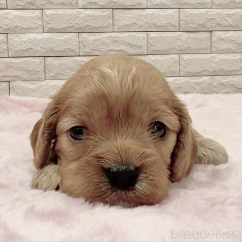 販売中の奈良県のキャバプー:キャバリア×トイプードル-448846の1枚目