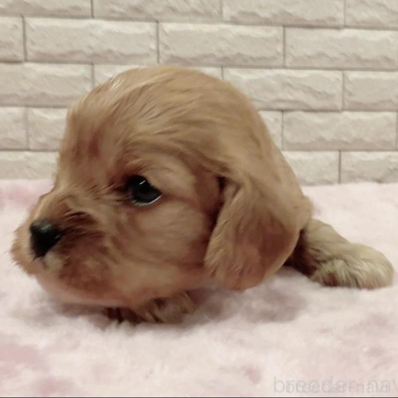 販売中の奈良県のキャバプー:キャバリア×トイプードル-448846の6枚目