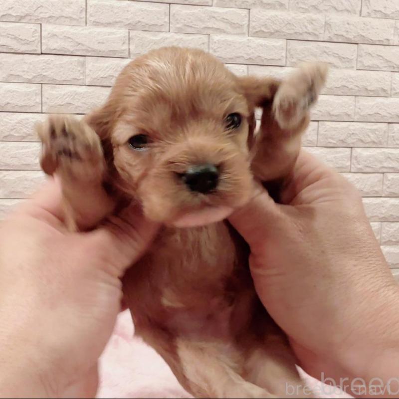 販売中の奈良県のキャバプー:キャバリア×トイプードル-448846の4枚目