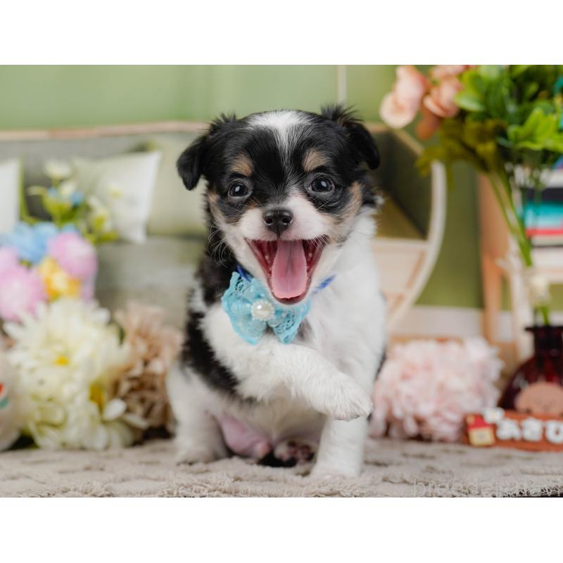 販売中の神奈川県のチワワ(ロングコート)-448848の11枚目