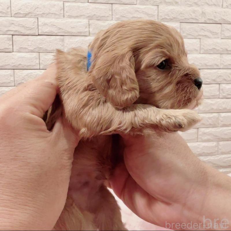 販売中の奈良県のキャバプー:キャバリア×トイプードル-448846の2枚目