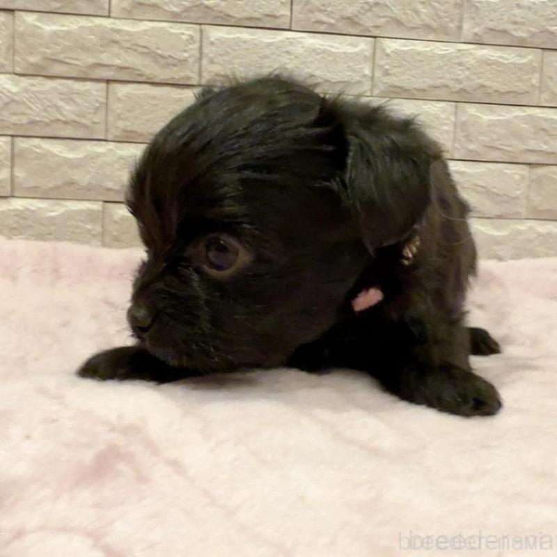 販売中の奈良県のチワプー:チワワ×トイプードル-448847の8枚目