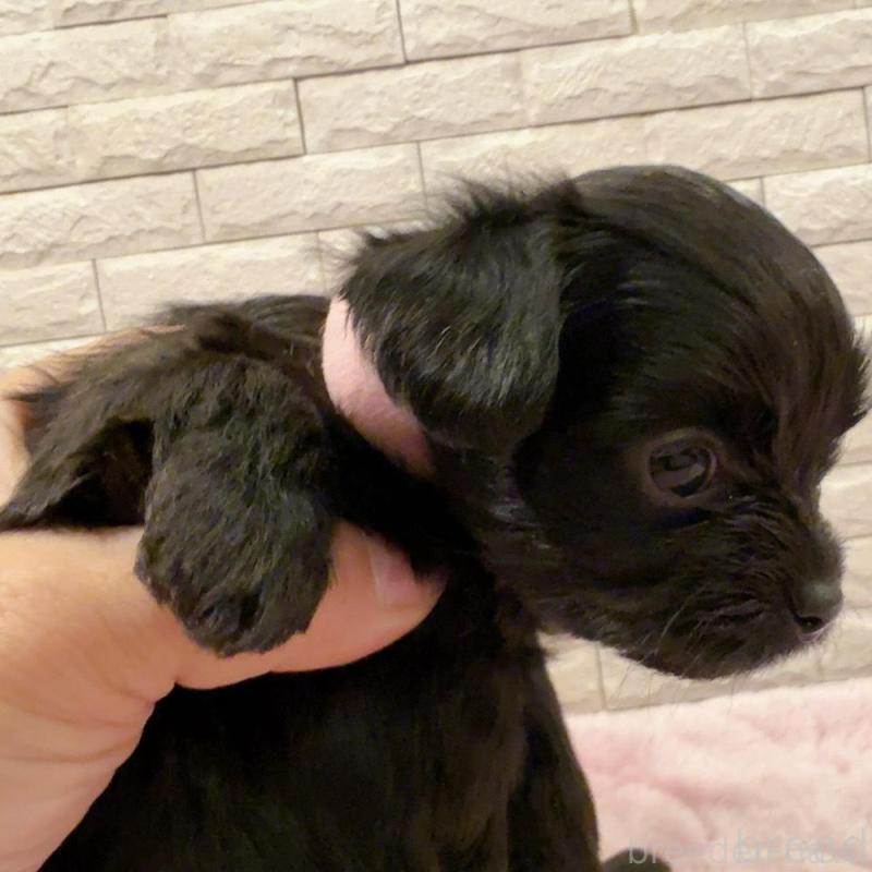 販売中の奈良県のチワプー:チワワ×トイプードル-448847の6枚目