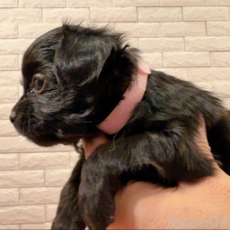 販売中の奈良県のチワプー:チワワ×トイプードル-448847の5枚目