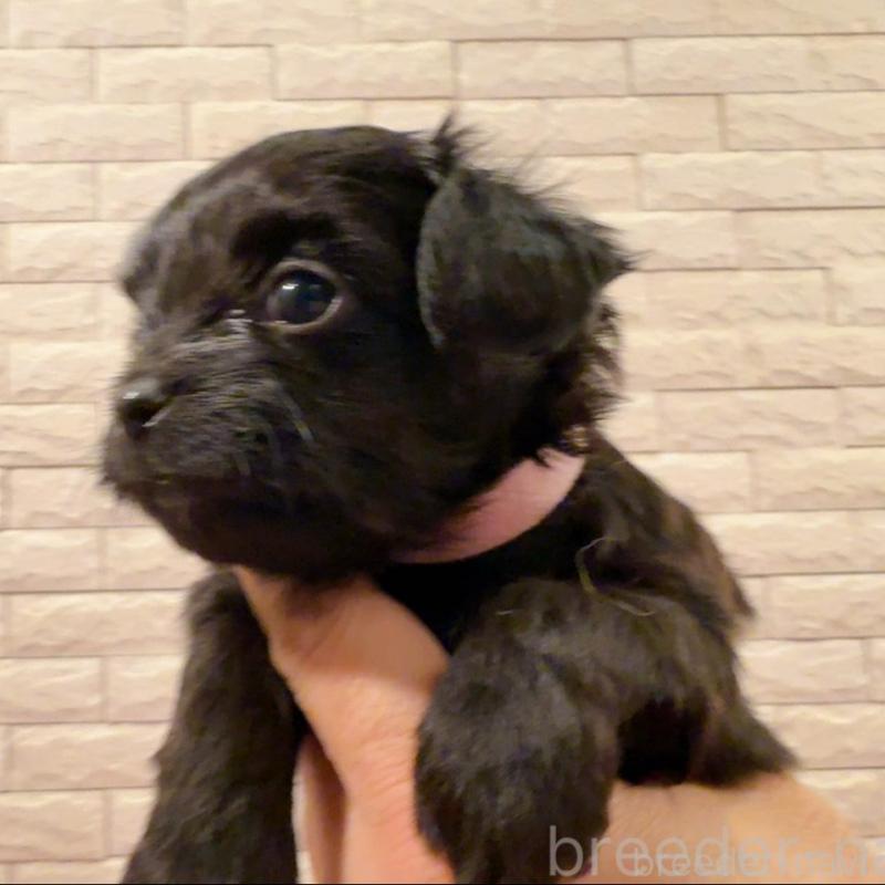 販売中の奈良県のチワプー:チワワ×トイプードル-448847の4枚目