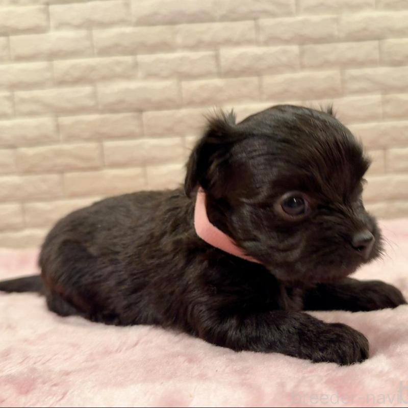 販売中の奈良県のチワプー:チワワ×トイプードル-448847の2枚目