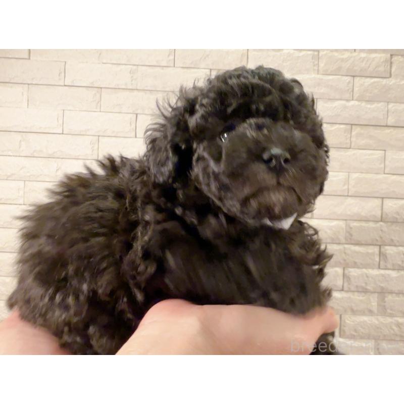 販売中の奈良県のタイニープードル-448849の11枚目
