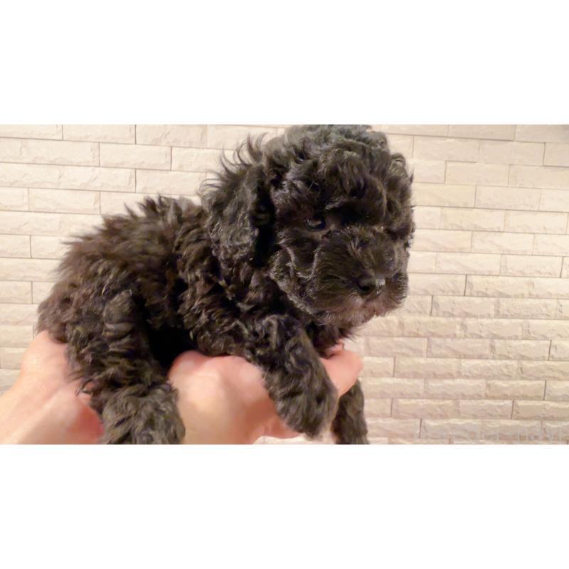 販売中の奈良県のタイニープードル-448849の9枚目