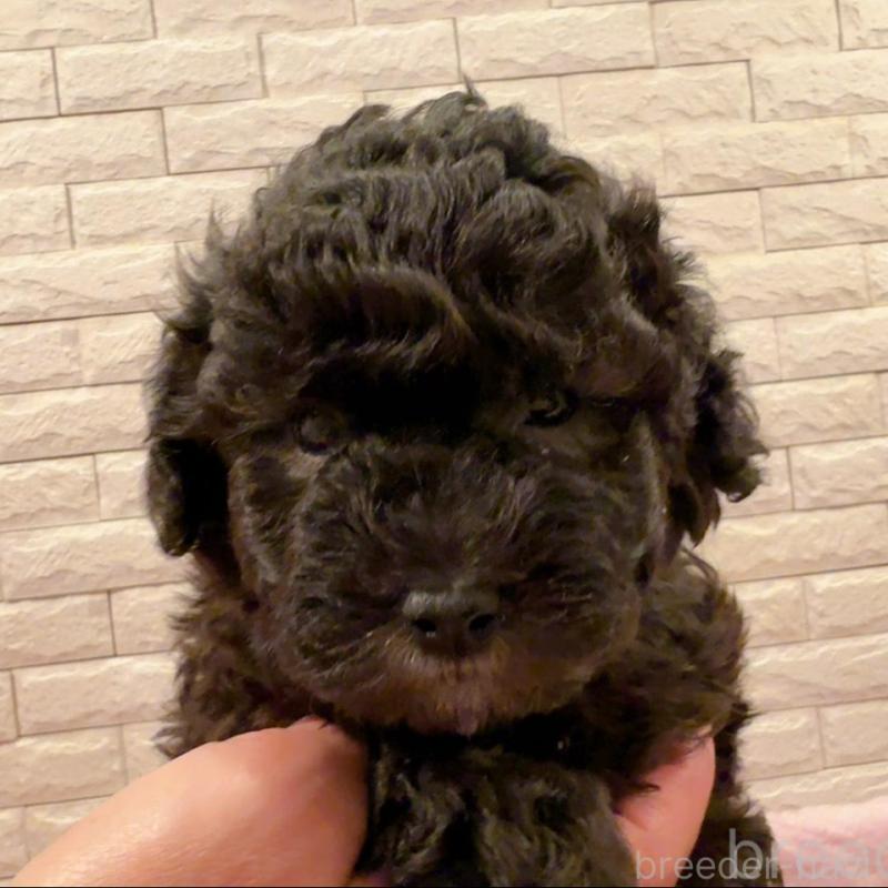 販売中の奈良県のタイニープードル-448849の7枚目