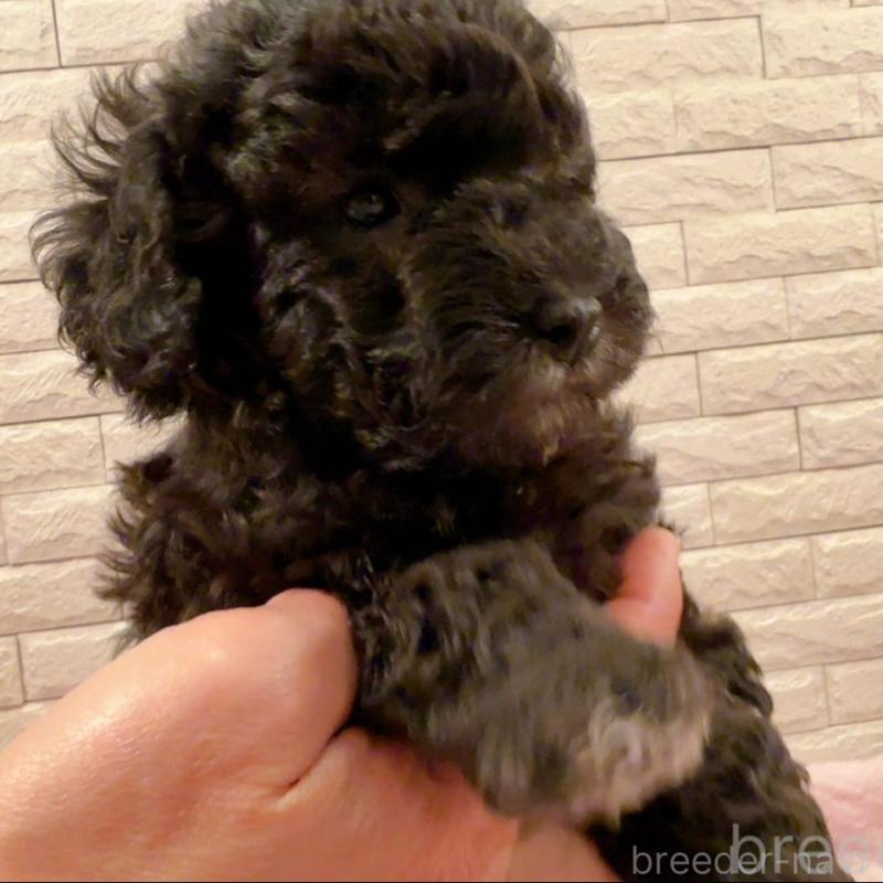 販売中の奈良県のタイニープードル-448849の6枚目