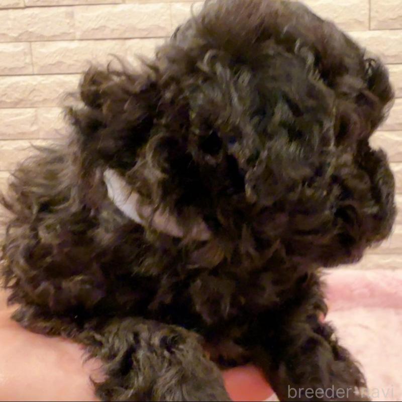 販売中の奈良県のタイニープードル-448849の5枚目