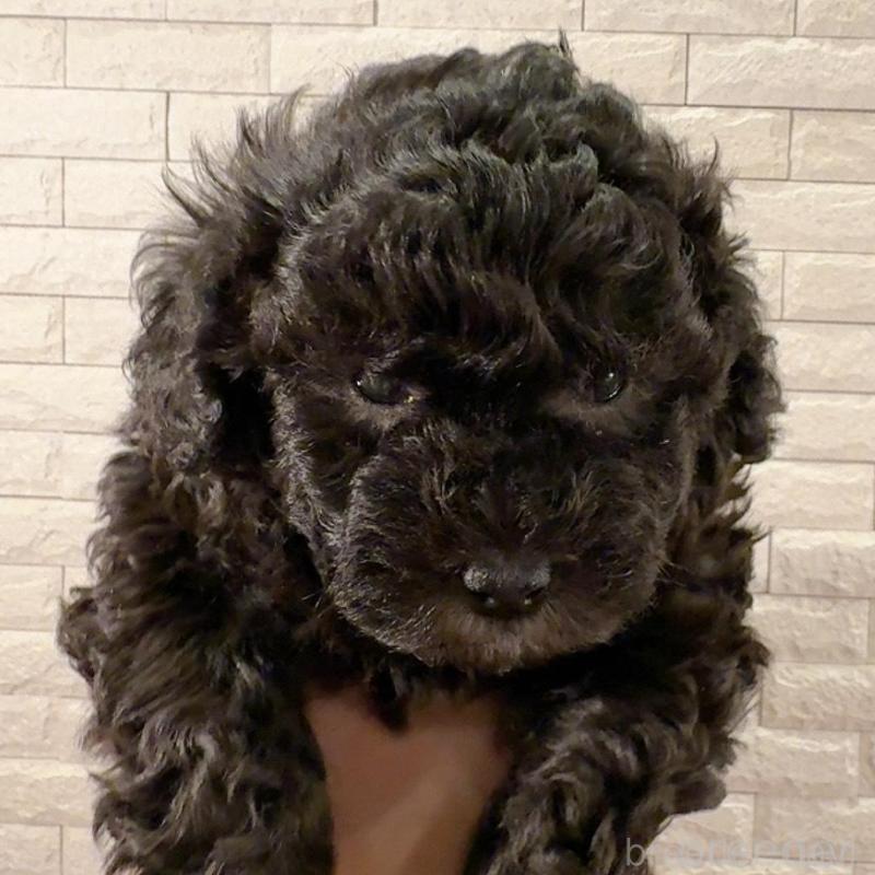 販売中の奈良県のタイニープードル-448849の1枚目