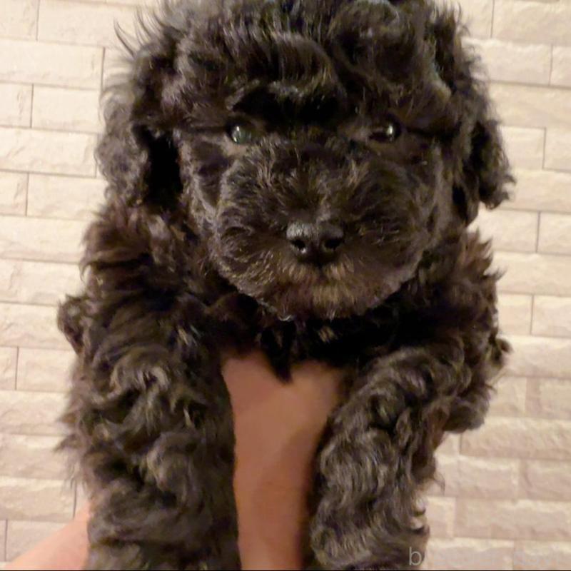 販売中の奈良県のタイニープードル-448849の3枚目