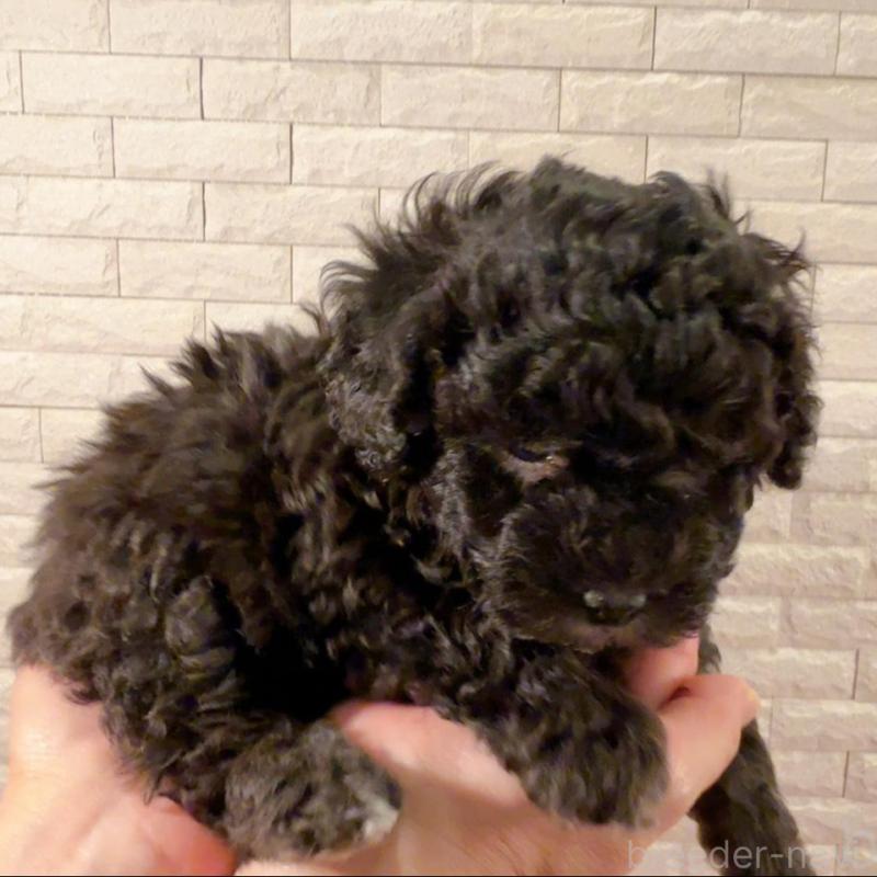 販売中の奈良県のタイニープードル-448849の2枚目