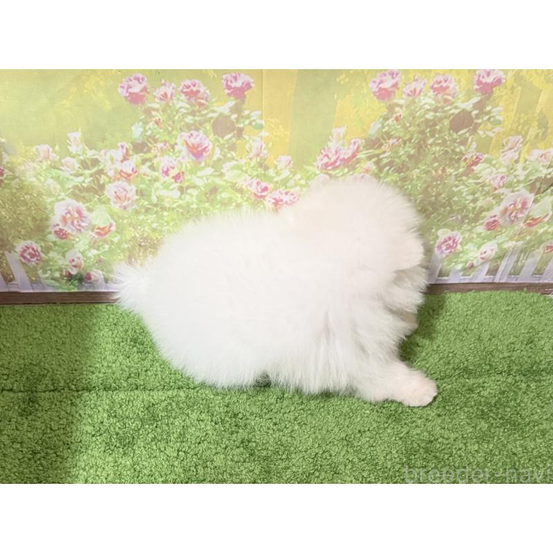 販売中の埼玉県のポメラニアン-448850の2枚目