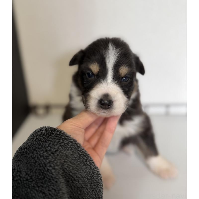 販売中の山梨県のオーストラリアンシェパード-444634