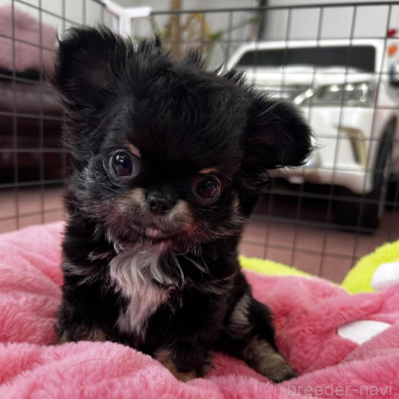 販売中の香川県のチワワ(ロングコート)-448851の1枚目