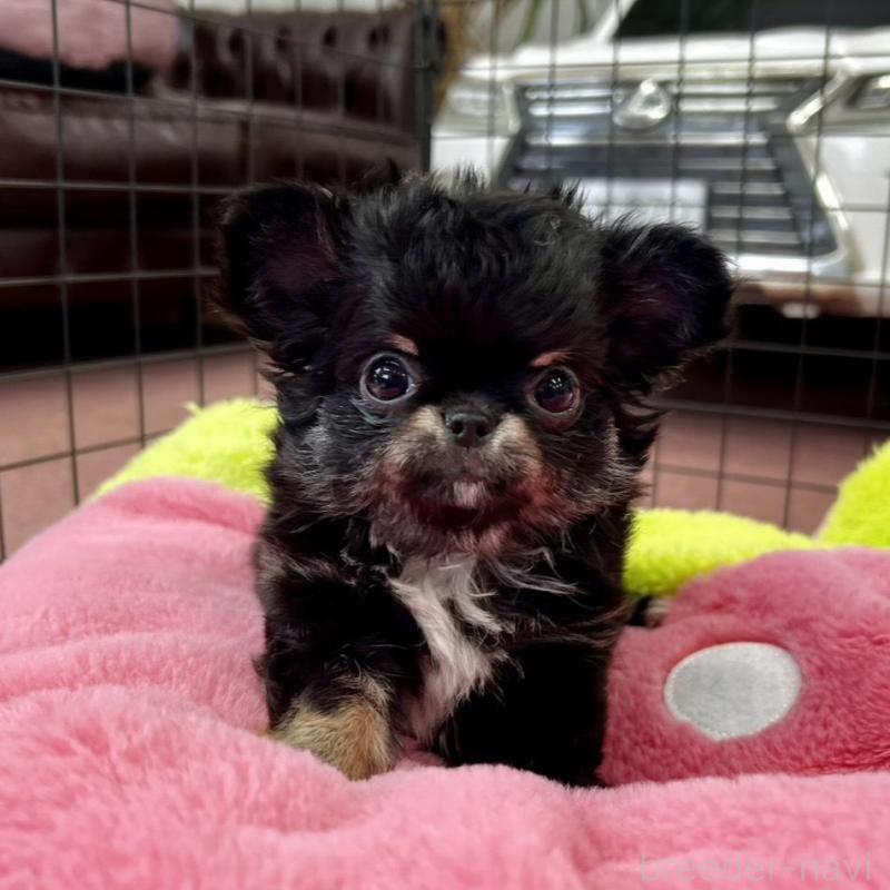 販売中の香川県のチワワ(ロングコート)-448851の23枚目