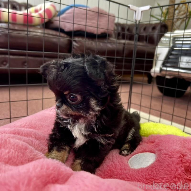 販売中の香川県のチワワ(ロングコート)-448851の21枚目