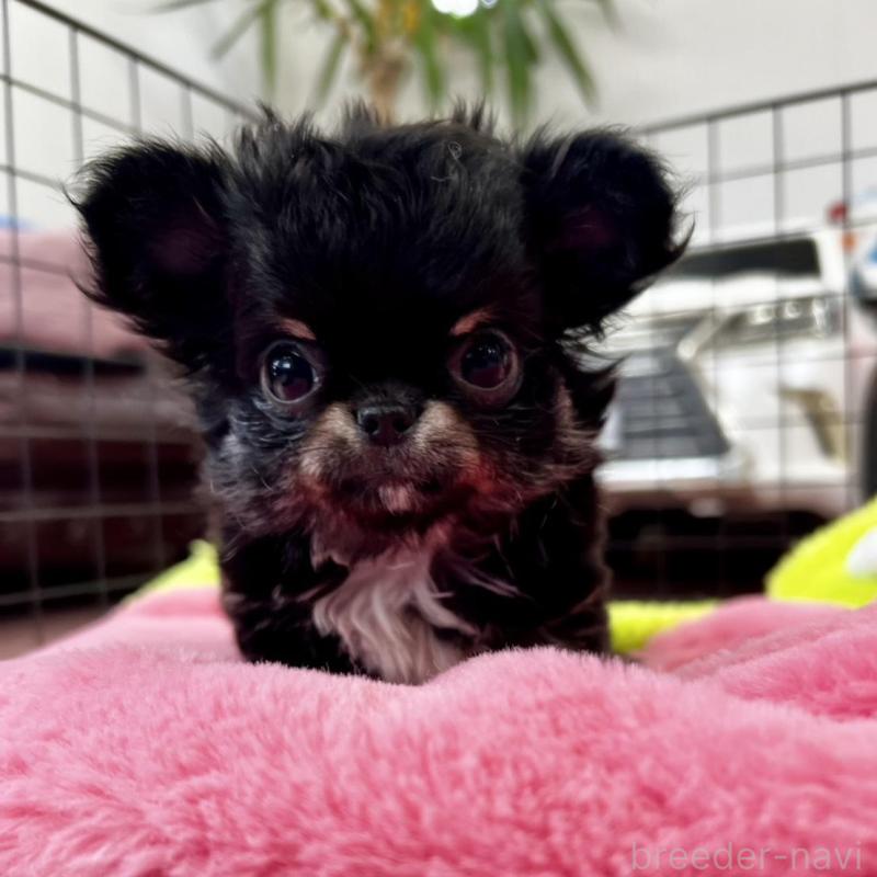 販売中の香川県のチワワ(ロングコート)-448851の20枚目