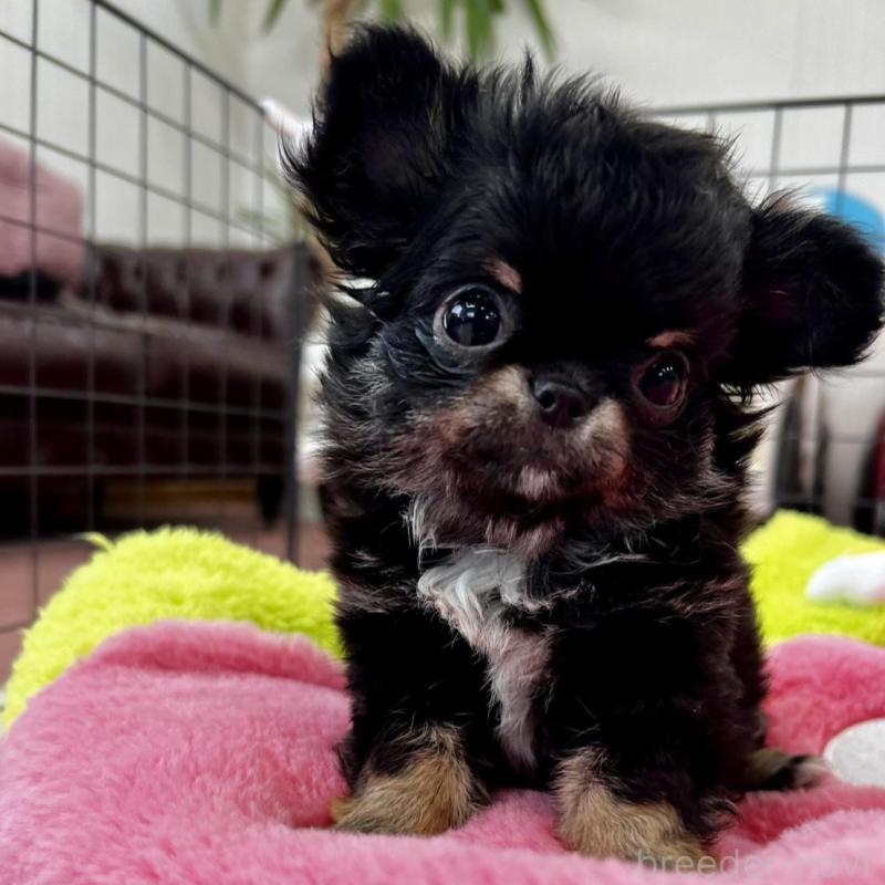 販売中の香川県のチワワ(ロングコート)-448851の19枚目