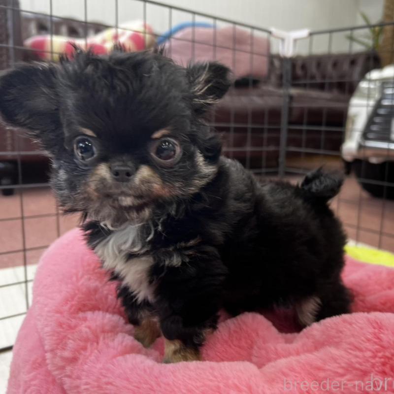 販売中の香川県のチワワ(ロングコート)-448851の18枚目