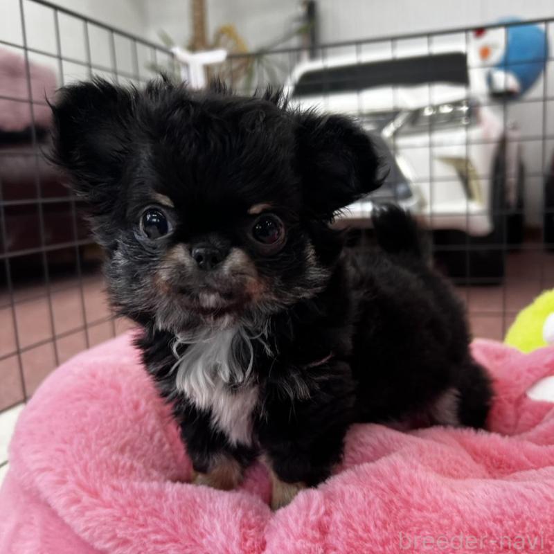 販売中の香川県のチワワ(ロングコート)-448851の16枚目