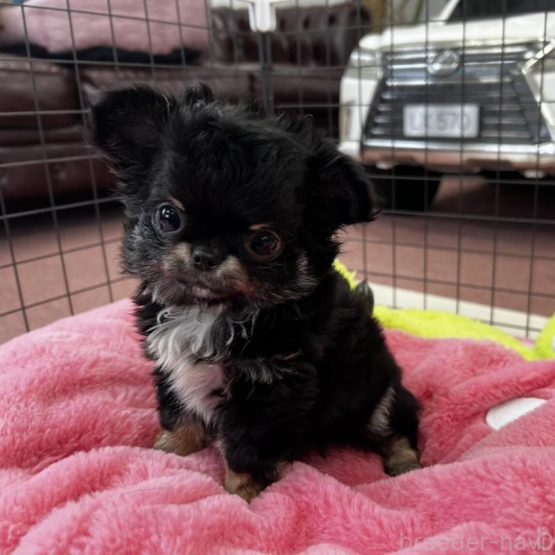 販売中の香川県のチワワ(ロングコート)-448851の15枚目