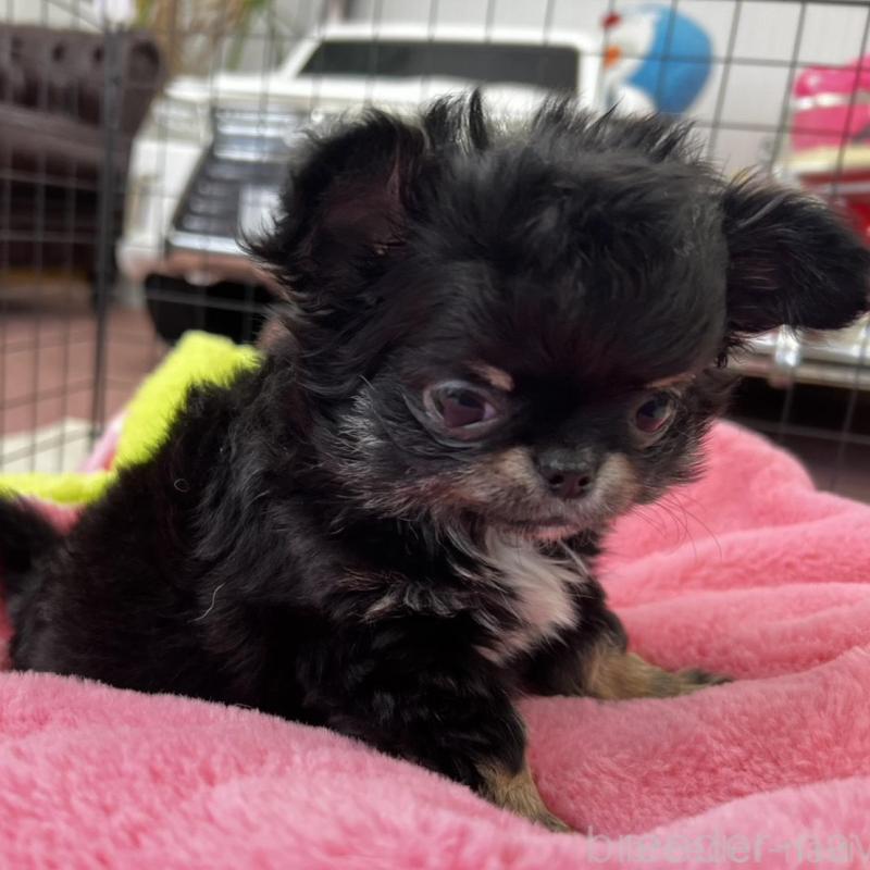 販売中の香川県のチワワ(ロングコート)-448851の14枚目