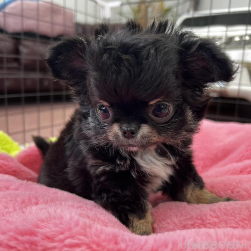 販売中の香川県のチワワ(ロングコート)-448851の13枚目