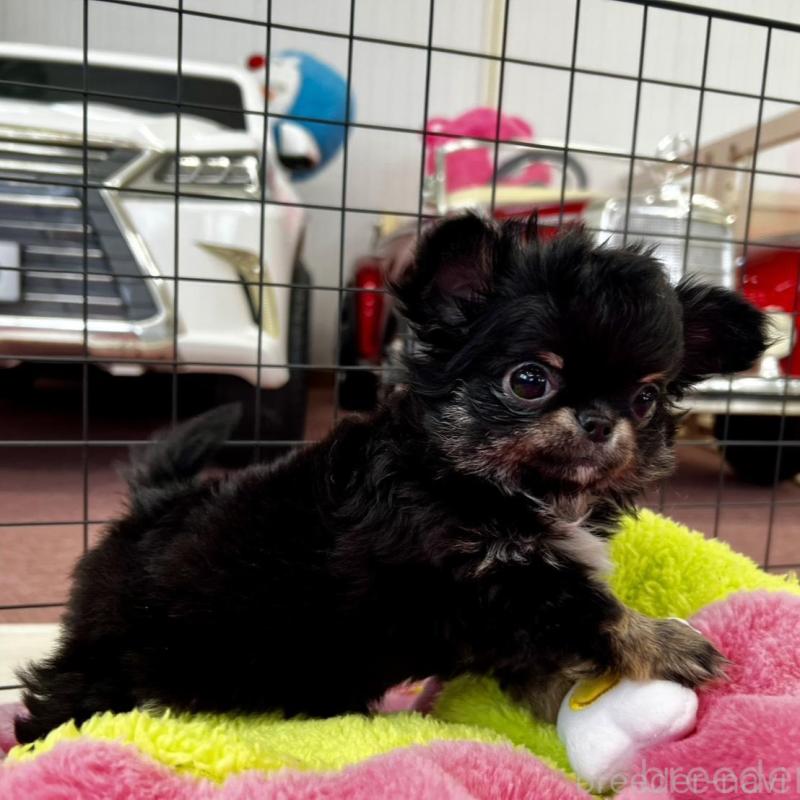 販売中の香川県のチワワ(ロングコート)-448851の12枚目