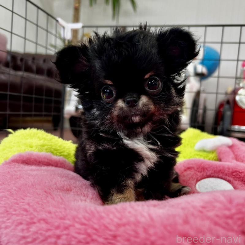 販売中の香川県のチワワ(ロングコート)-448851の10枚目