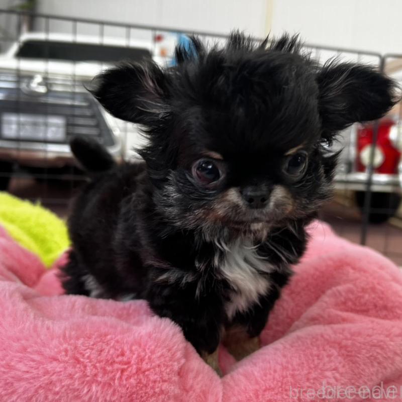 販売中の香川県のチワワ(ロングコート)-448851の9枚目