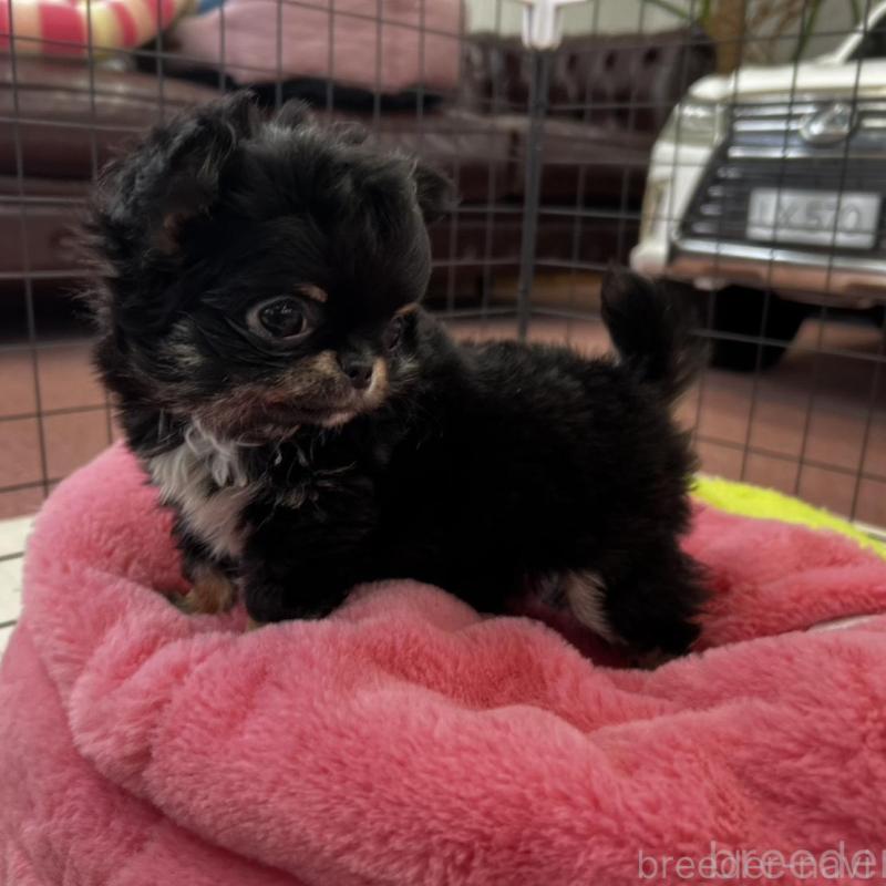 販売中の香川県のチワワ(ロングコート)-448851の8枚目