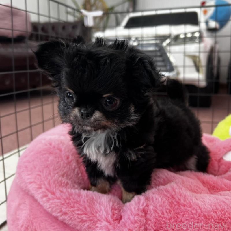 販売中の香川県のチワワ(ロングコート)-448851の7枚目